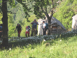Il CAI Verbano in Val Cannobina: verso l’alpeggio di Sumprè costeggiando prati ricchi di narcisi selvatici