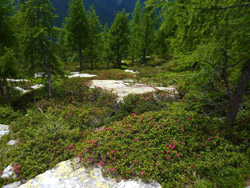 Il CAI Verbano in Val Onsernone: rododendri in fiore