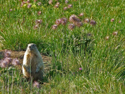 Il CAI Verbano con il Giovanile del CAI Frascati: un bellissimo esemplare di marmotta in alta Val Formazza