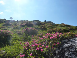 CAI Verbano: Giro dei Rifugi del Gran Paradiso nell'alta Valsavarenche (AO): fioritura di rododendri