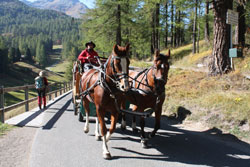 CAI Verbano - Escursione in Engadina, Valle di Fex: carrozza trainata da cavalli 