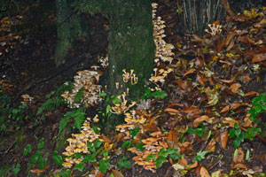 CAI Verbano - Alla scoperta dei Paesi della Valle Intrasca, giro ad anello per gli Alpeggi di Caprezzo: la "Famigliola buona" o chiodino - Armillaria mellea